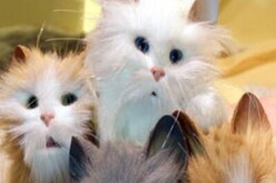 Cal cats binge on Italian veg food