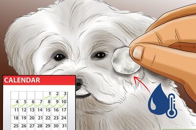 How to Groom Maltese Dogs