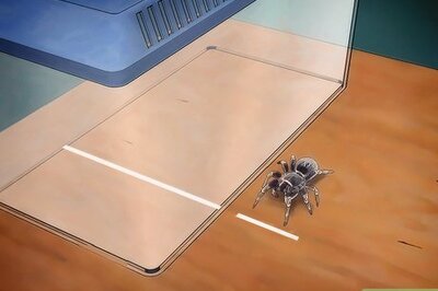 How to Care for a Mexican Redknee Tarantula