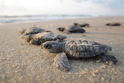After 20 Years, Olive Ridley Turtles Find a Beach in Mumbai Clean Enough to Nest