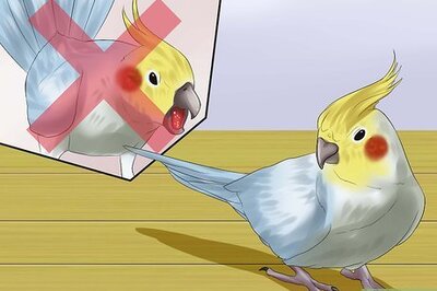 How to Massage a Cockatiel