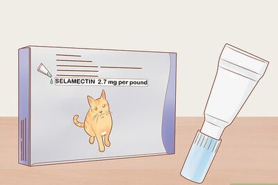 How to Give Selamectin to Cats with Parasites