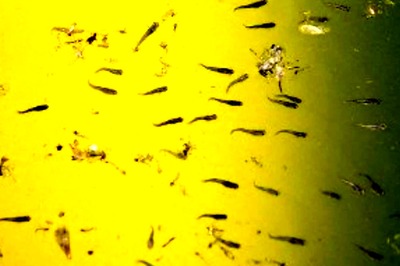 What Are Gambusia and Guppy? Fish That States Use to Ward Off Dengue Mosquitoes