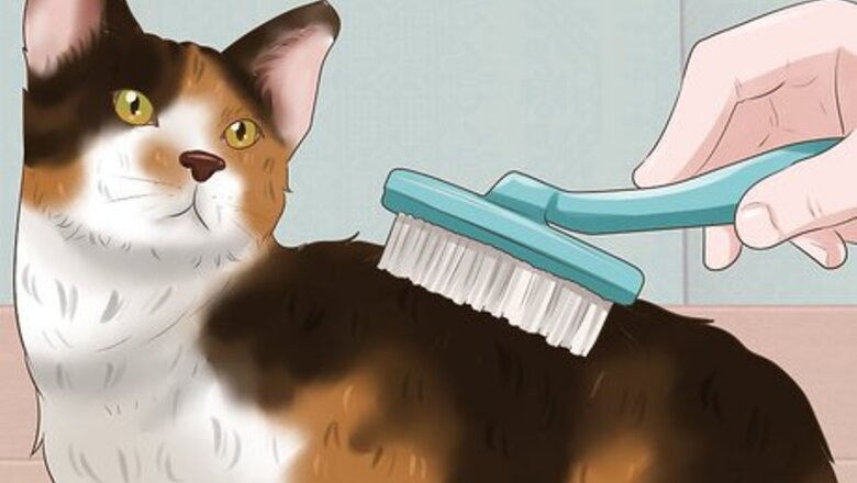 How to Take Care of an American Wirehair Cat