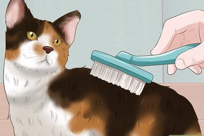 How to Take Care of an American Wirehair Cat