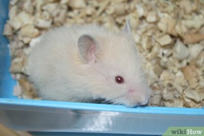 How to Play With a Hamster