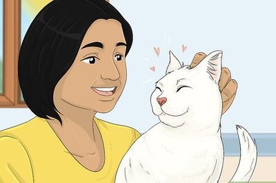 How to Show Affection to a Cat
