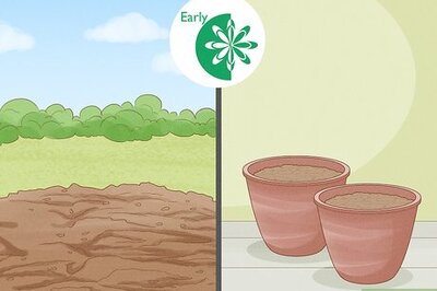 How to Care for Frangipanis