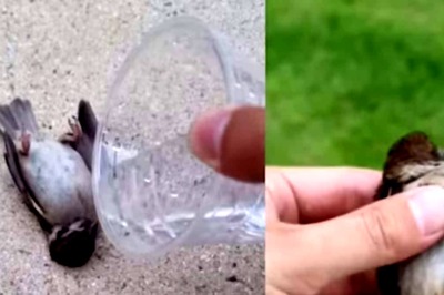 Man Feeds Water To Dying Bird, Internet Impressed By His Kind Gesture