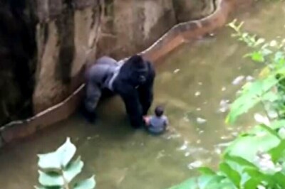 Ohio Zoo Kills Gorilla to Protect Small Child in Enclosure
