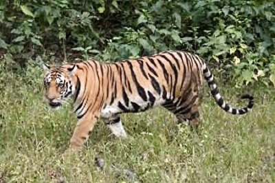 Woman Killed by Tiger in Bhandara District, Fourth Attack in a Week in Maha