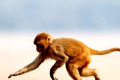 Gujarat: 10-yr-old Boy Killed in Monkey Attack, Officials Say Intestines Ripped Out