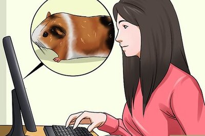 How to Convince Your Parents to Buy You a Guinea Pig