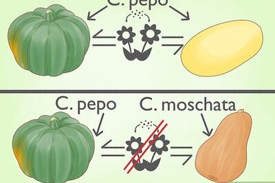 How to Cross Pollinate Different Vegetables to Create Hybrids