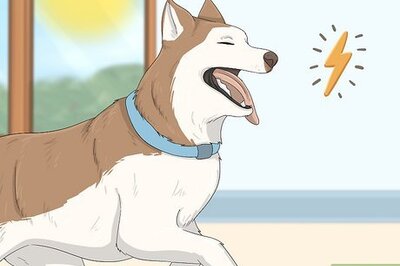 Is Your Husky a Drama Queen? Here's Why