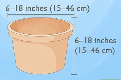 How to Grow Roses in Containers
