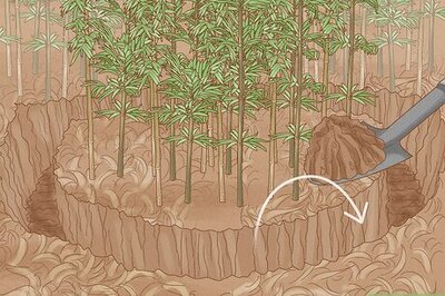 How to Get Rid of Bamboo