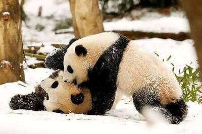 'Pure Joy': Giant Panda At U.S. National Zoo Gives Birth To Healthy Cub