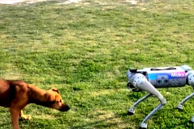 What Happens When Dog Meets His Robot Version? They Play And We Have A Video