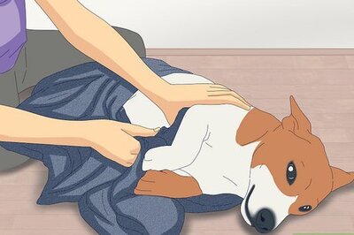 What to Expect After Your Dog Gives Birth: Behavior Explained