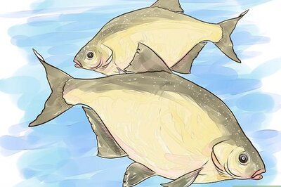 How to Fish For Bream
