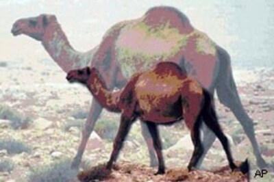 Bones of  'giant camels'  found in Syria