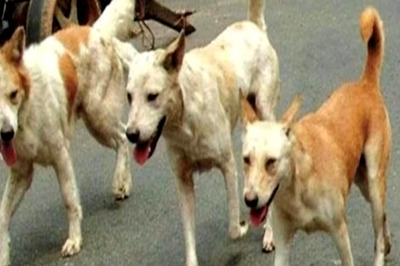 Navi Mumbai Housing Colony Slaps Rs 8 Lakh Fine on Resident for Feeding Stray Dogs Inside Premises