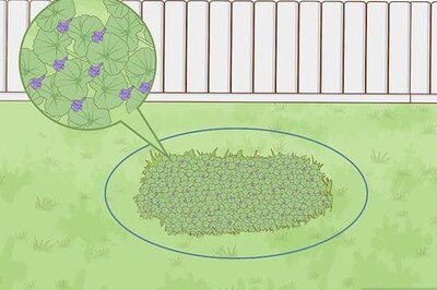 How to Get Rid of Ground Ivy