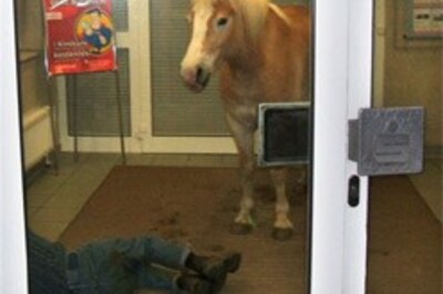 Horse leaves 'deposit' in German bank
