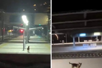 This Beautiful Bond Between A Dog And Train Driver Will Make Your Day
