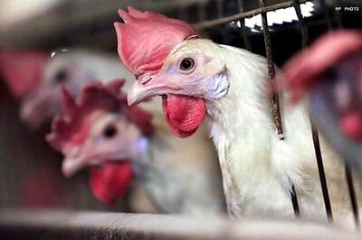 Pakistani factories using dead dogs in chicken feed