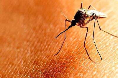 135 Test Positive with Dengue in September in Kerala's Thiruvananthapuram