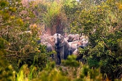 70-year-old Man Trampled to Death by Elephant in Odisha's Mayurbhanj