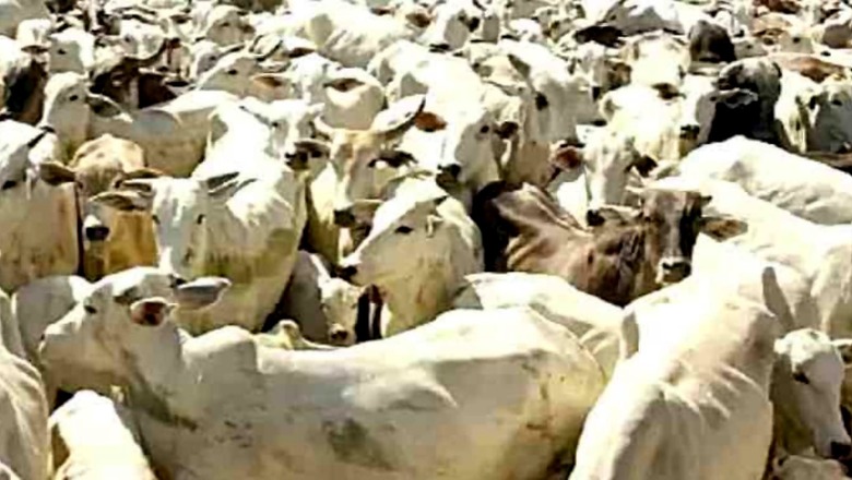 Maharashtra Govt to Start Lumpy Skin Disease Vaccine Production in Pune