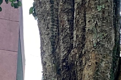 Can You Find Bird on This Tree? IFS Officer's Challenge Has Twitter Hooked