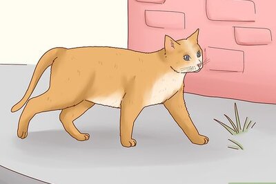 How to Tame a Stray Cat