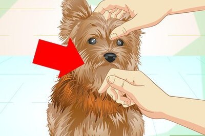 How to Keep Your Yorkie's Teeth Clean