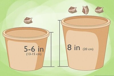 How to Get Calla Lilies to Flower