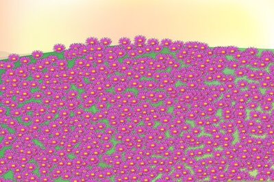 How to Grow Ice Plants