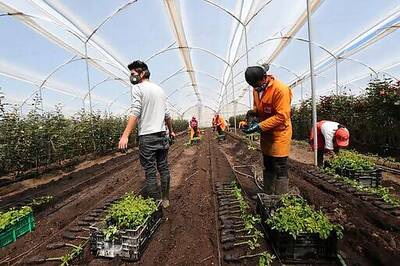 Ecuador's Blooming Flower Industry Feels Pandemic's Punch
