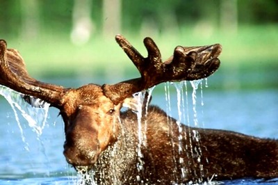 Moose Kills 70-Year-Old Man Trying To Take Photos Of Her Newborn Calves