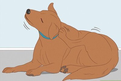 How to Recognize Mange in Dogs: Symptoms, Treatments, & More