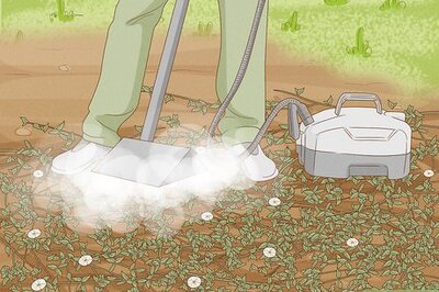 How to Get Rid of Morning Glories