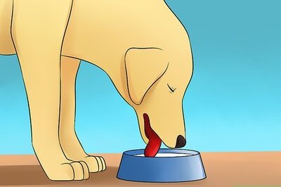 How to Treat Diabetes Insipidus in Dogs