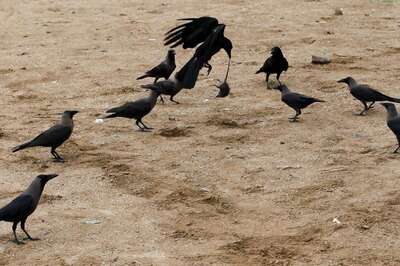 4 Crows Found Dead at Mehsana in Gujarat Amid Bird Flu Alarm, Sent for Lab Tests