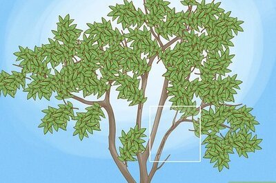 How to Prune Guava Trees