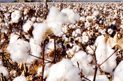 World Cotton Day 2021: History and Significance