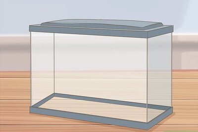 How to Care for Guppies