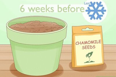 How to Grow Chamomile