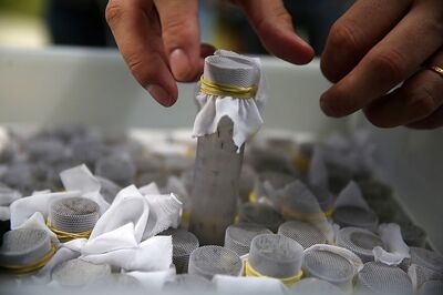 Dengue Larvae Found Breeding in 36 Houses in Mohali District